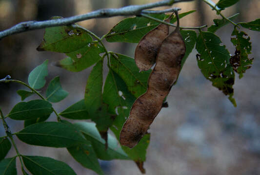 Image de Lonchocarpus parviflorus Benth.