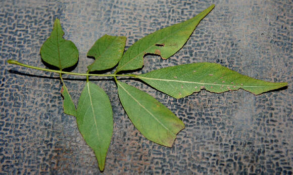 Image of Lonchocarpus parviflorus Benth.