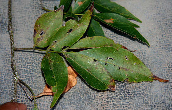 Imagem de Lonchocarpus parviflorus Benth.