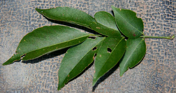 Imagem de Lonchocarpus parviflorus Benth.