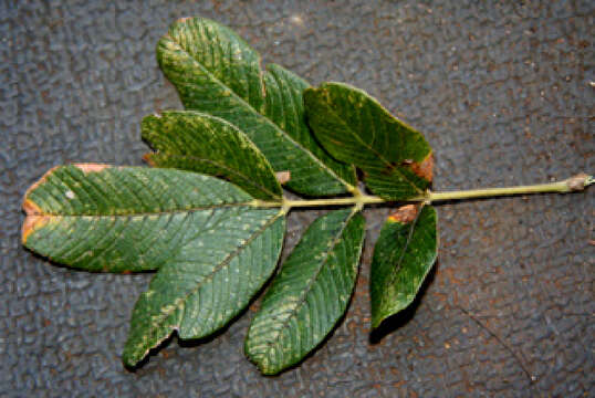 Image of Lonchocarpus eriocarinalis Micheli