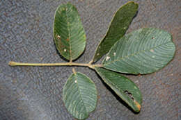 Image of Lonchocarpus eriocarinalis Micheli