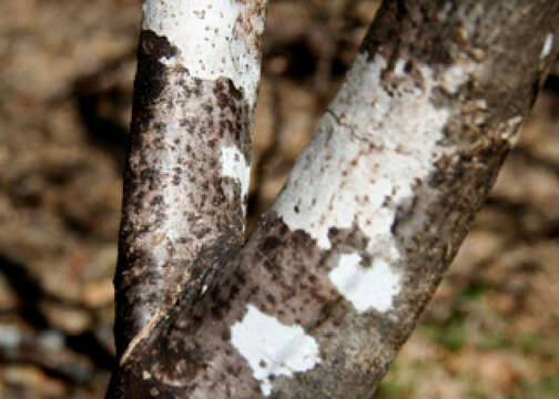 Image of Caper Shrubs