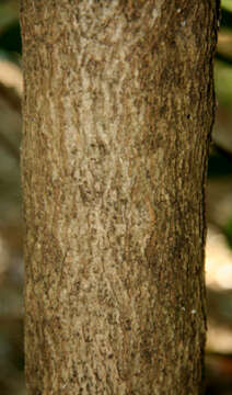 Image of false tungoiltree