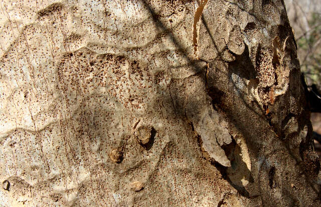 Image of Silk tree