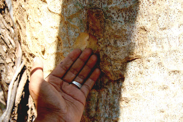 Image of Silk tree