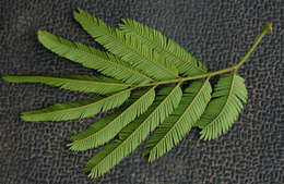 Image of Silk tree