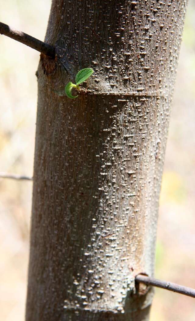 Image of Florida trema