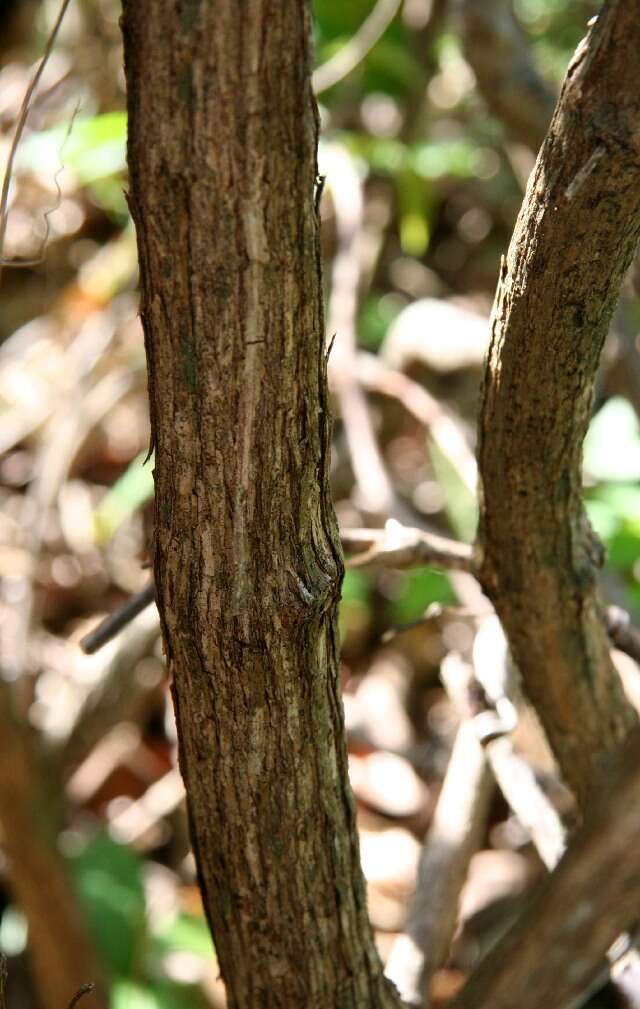 Imagem de Bignonia aequinoctialis L.