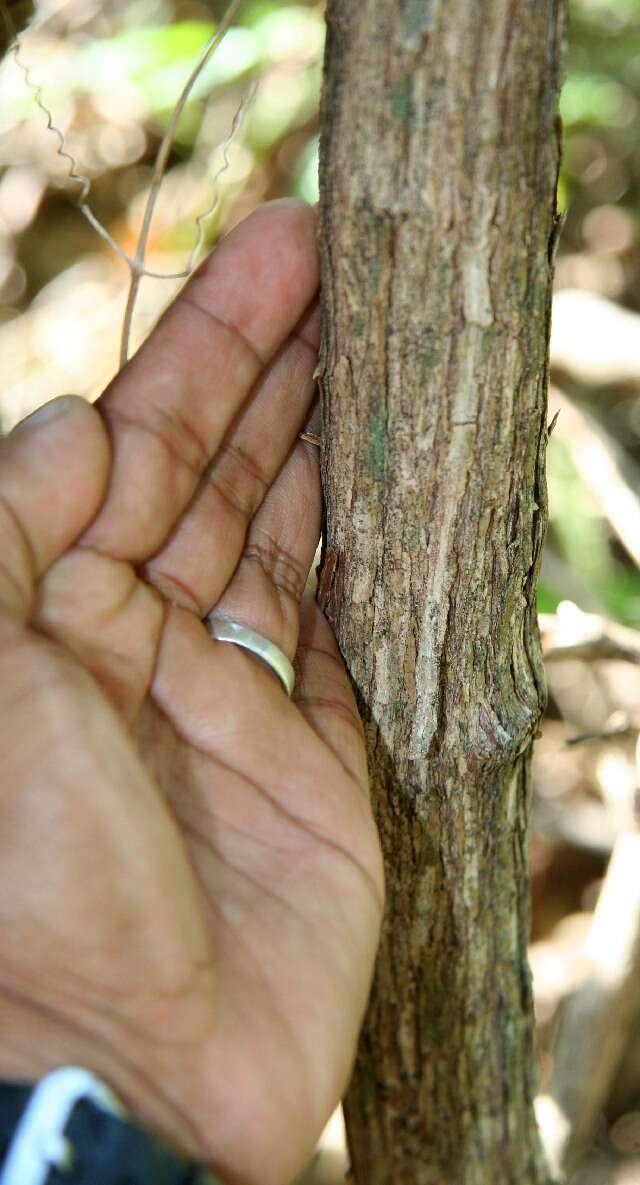 Image of Garlic-Scented Vine