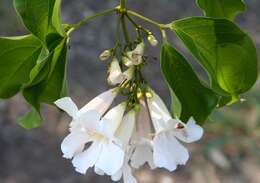 Image of Garlic-Scented Vine