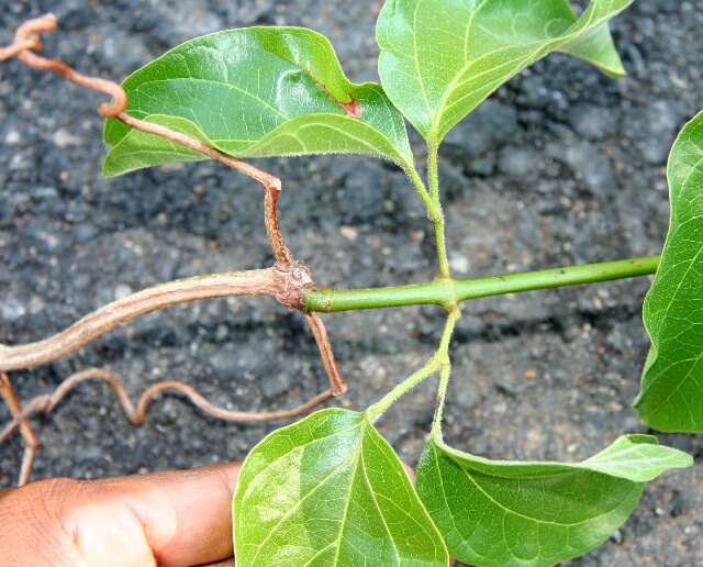 Image de Bignonia aequinoctialis L.