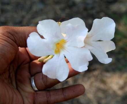 Image de Bignonia aequinoctialis L.