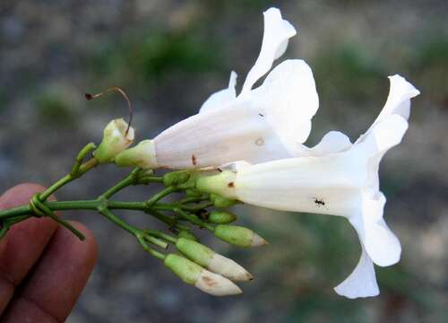 Image de Bignonia aequinoctialis L.