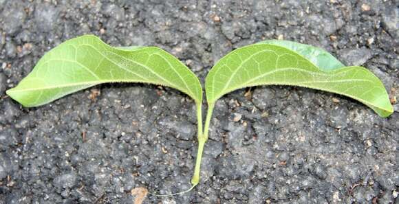 Image de Bignonia aequinoctialis L.