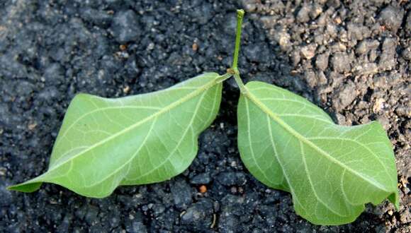 Image de Bignonia aequinoctialis L.