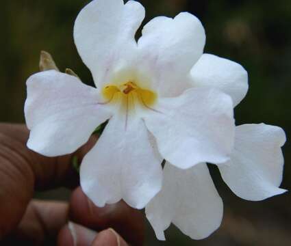 Image de Bignonia aequinoctialis L.