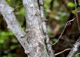 Image of Sphinga platyloba (DC.) Barneby & J. W. Grimes