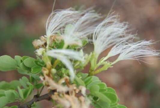 Sivun Sphinga platyloba (DC.) Barneby & J. W. Grimes kuva