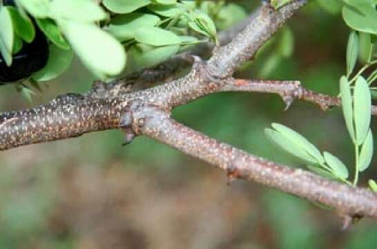 Sivun Sphinga platyloba (DC.) Barneby & J. W. Grimes kuva