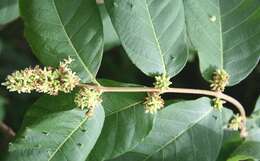 Image of Forsteronia spicata (Jacq.) G. F. W. Mey.