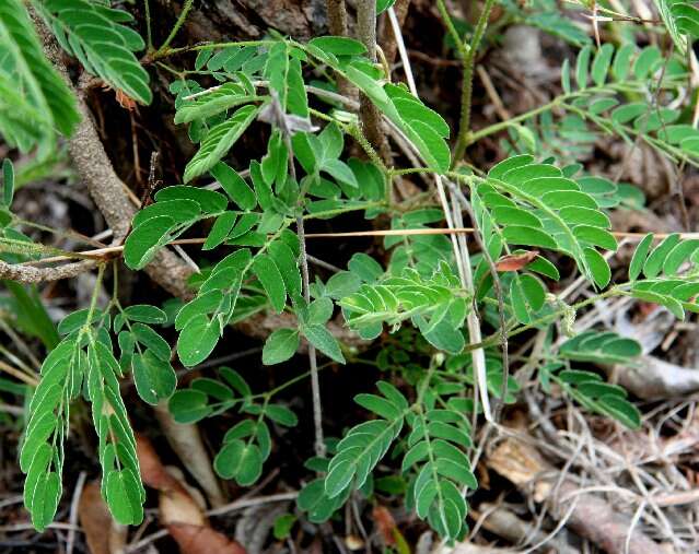 Image of Mimosa xanthii