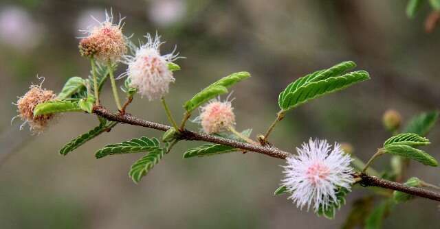 Image of Mimosa xanthii