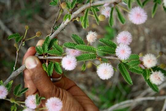 Image of Mimosa xanthii