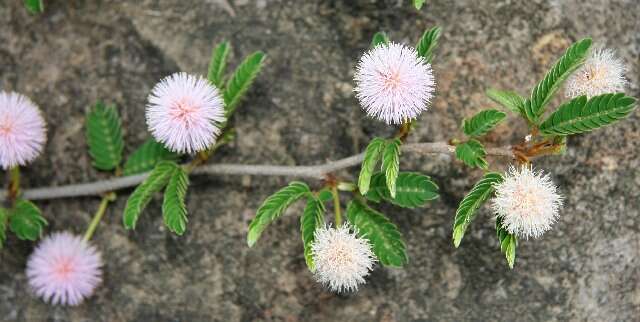 Image of Mimosa xanthii