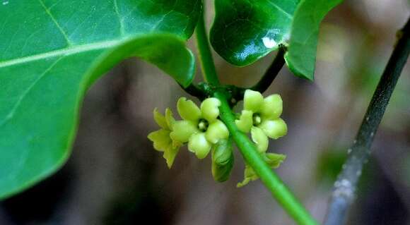 Image of Marsdenia engleriana Rothe