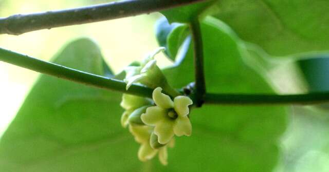 Image of Marsdenia engleriana Rothe