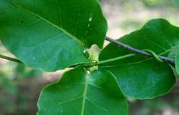 Image of Marsdenia engleriana Rothe