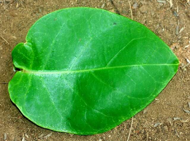 Image of Marsdenia engleriana Rothe