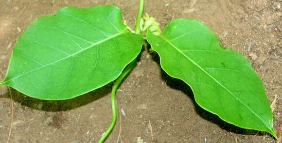 Image of Marsdenia engleriana Rothe