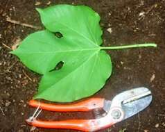 Image of Passiflora platyloba Killip