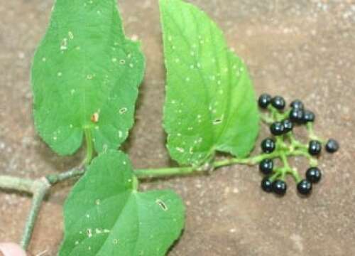 Image of grape ivy