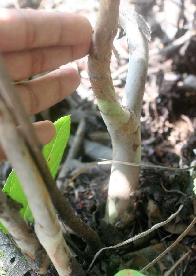 Sivun Brasilianguava kuva