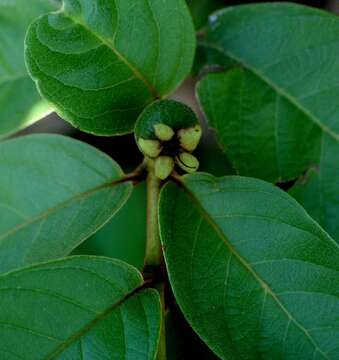 Image of Guinea guava