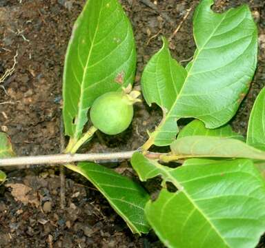 Image of Guinea guava