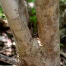 Image of Croton yucatanensis Lundell