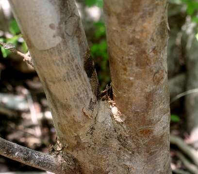 Image of Croton yucatanensis Lundell