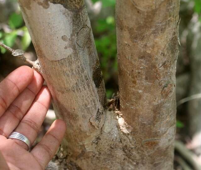 Image of Croton yucatanensis Lundell