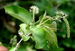 Image of Croton yucatanensis Lundell