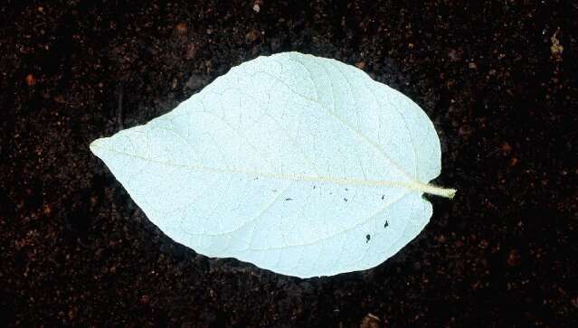 Image of Croton yucatanensis Lundell