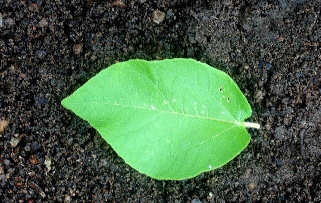 Image of Croton yucatanensis Lundell