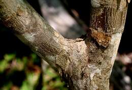 Image of Croton yucatanensis Lundell