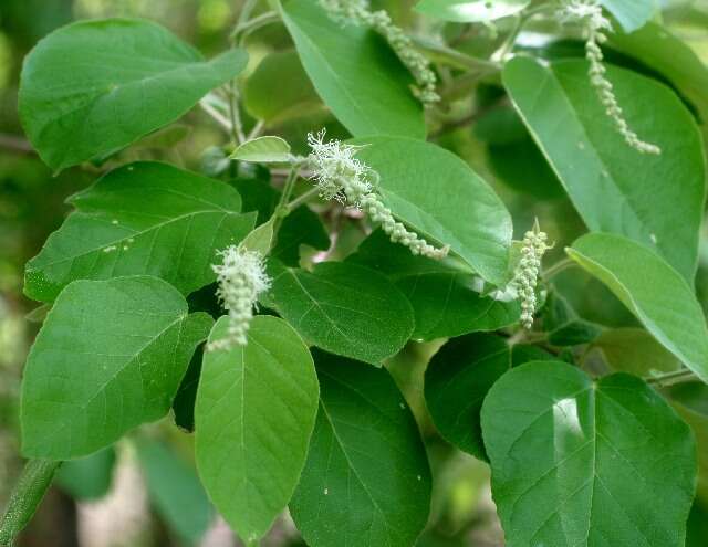 Image of Croton yucatanensis Lundell