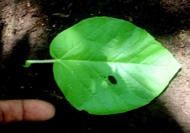 Image of Croton yucatanensis Lundell