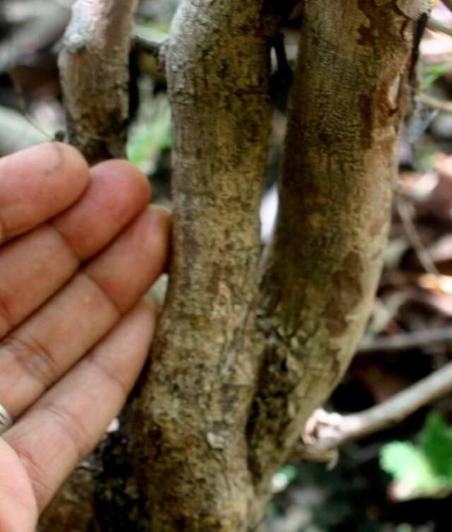 Image of Erythroxylum havanense Jacq.