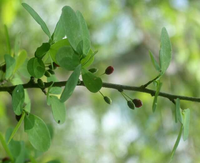 Image of Erythroxylum havanense Jacq.